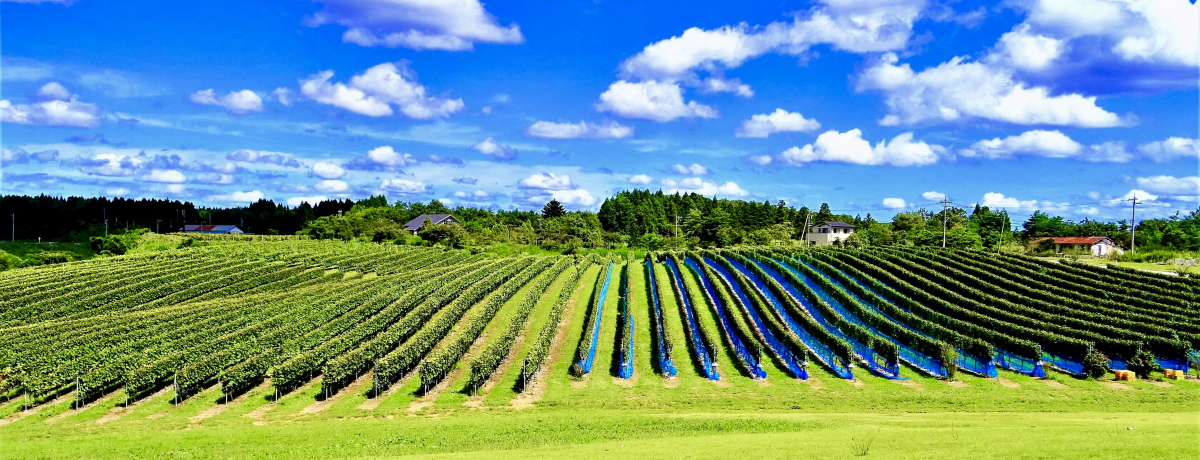 ���̐�i�͓��{�̃{���h�[�H�\�o���C���߂��肪�ӊO�ƃA�c���I