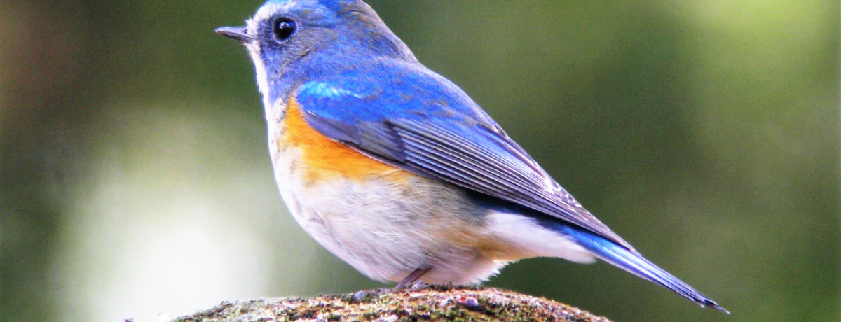 ~V[YICyɍs̖֓쒹̊yEQnuM\Rv