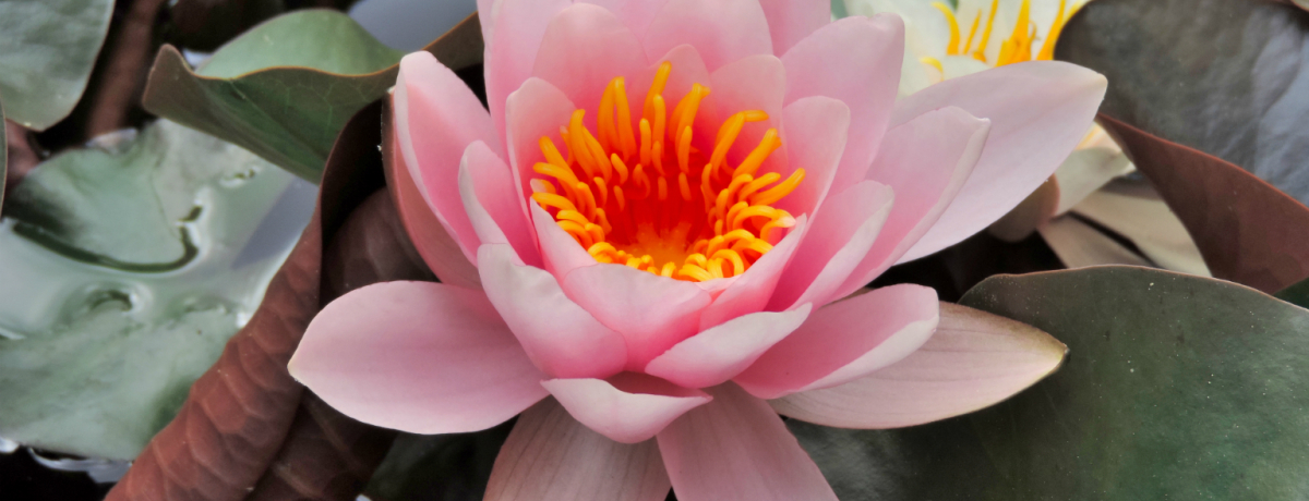 ���[�}������A��ōs����I���Ԃ����ς��u�����h���A�[�i�뉀�v