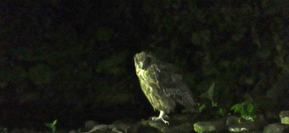 Ŋ뜜EV}tNEɉhBmuh̏hv