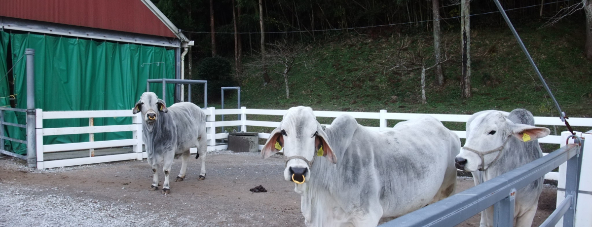 ˂̒n͐tI[su_̂ƁvUB