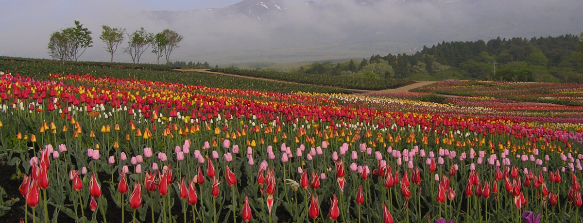 �`���[���b�v���p���W�[�̋����I�u�ߐ{�t�����[���[���h�v2019�N�̌��ǂ���