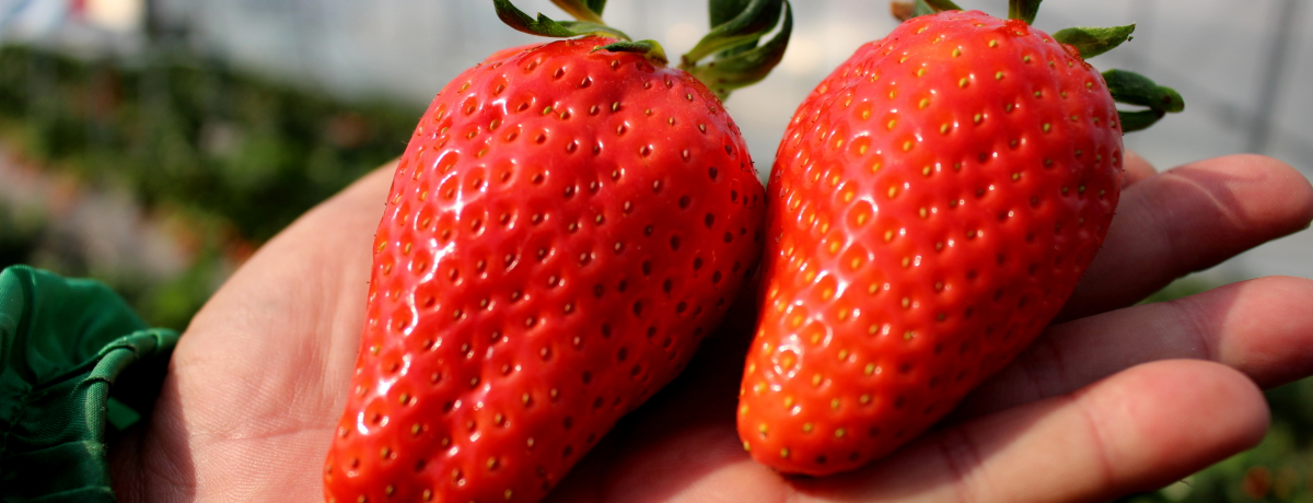 �Ȗ،����R�u�������̗��v��_��X�J�C�x���[��������聕�����X�C�[�c