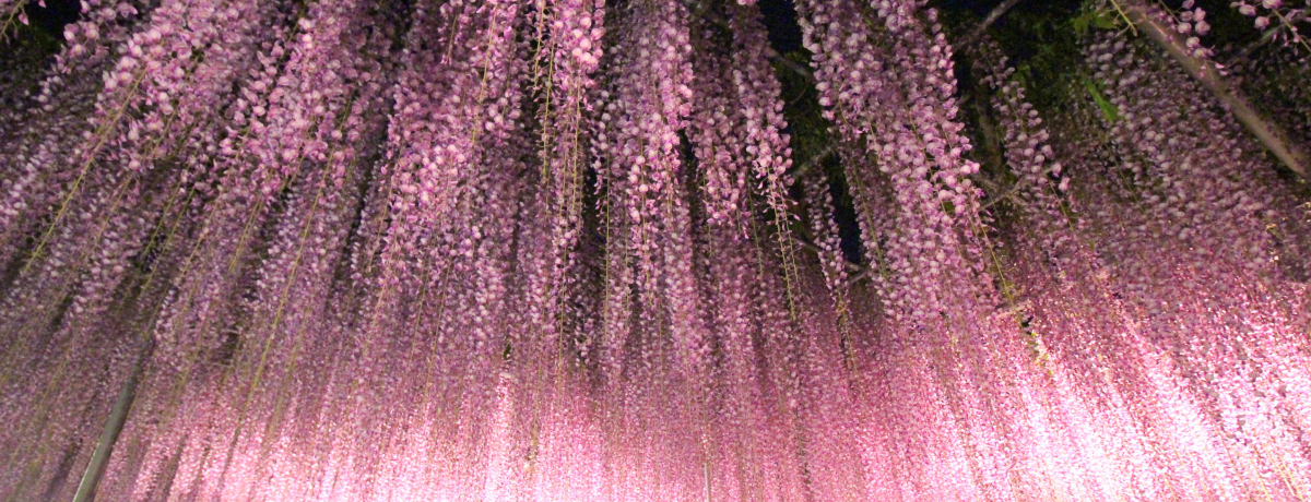 t[p[Nuӂ̂͂ȕ 2021vS㇗tHgWFjbN