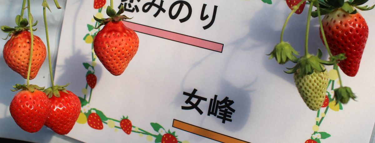 10��̌��_��u�����h���������I�Ȗ،������u�x���[�Y�t�@���v