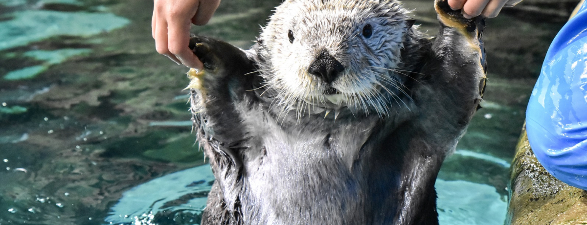 �������h���I�����u�}�������[���h�C�̒����v�̐������̂���