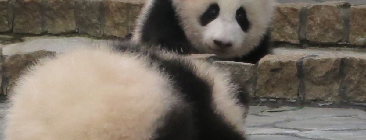 ӂ̐Ԃp_aa̎RAhx`[[h