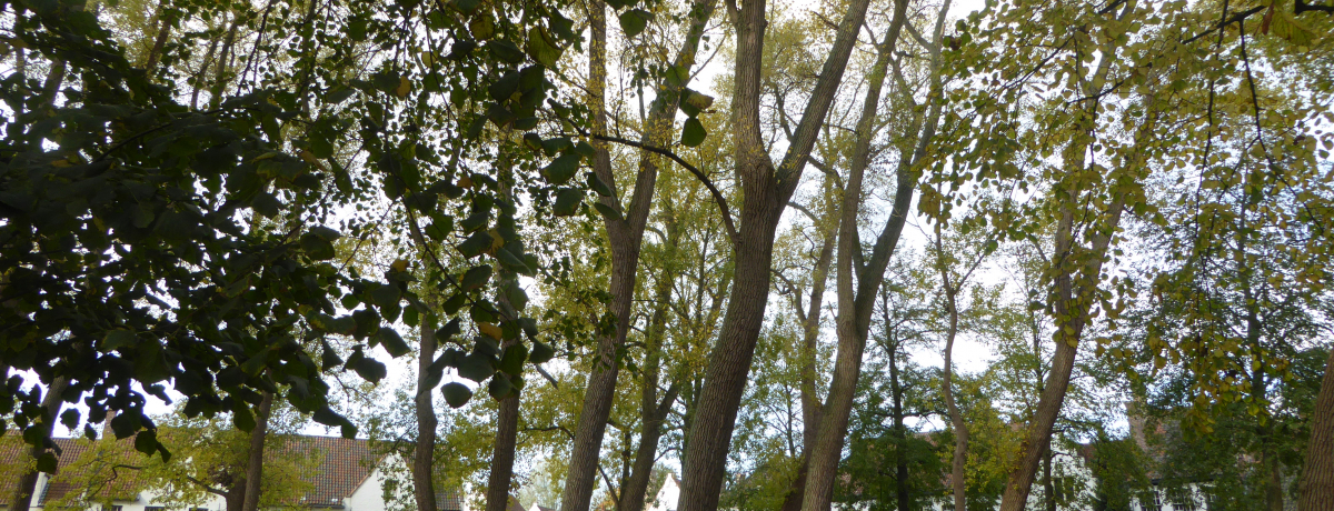 փ^CgxIxM[EYuxMztv闷