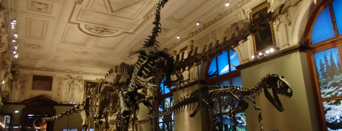 MdŖcȓWIEB[RjقŒn̗j_Ԍ悤