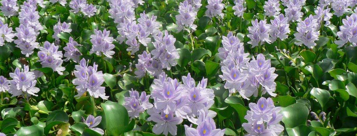 {YɔF肳ꂽu򒹁EvjEI[NI