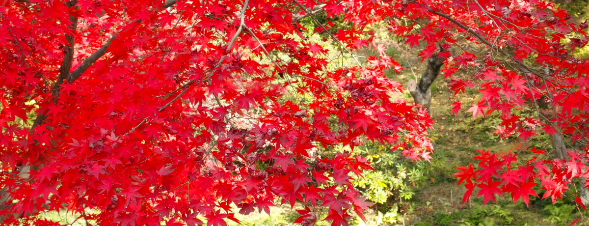 NȍʁIsE䎛Ŗkg˂ˁh̍gtɐ