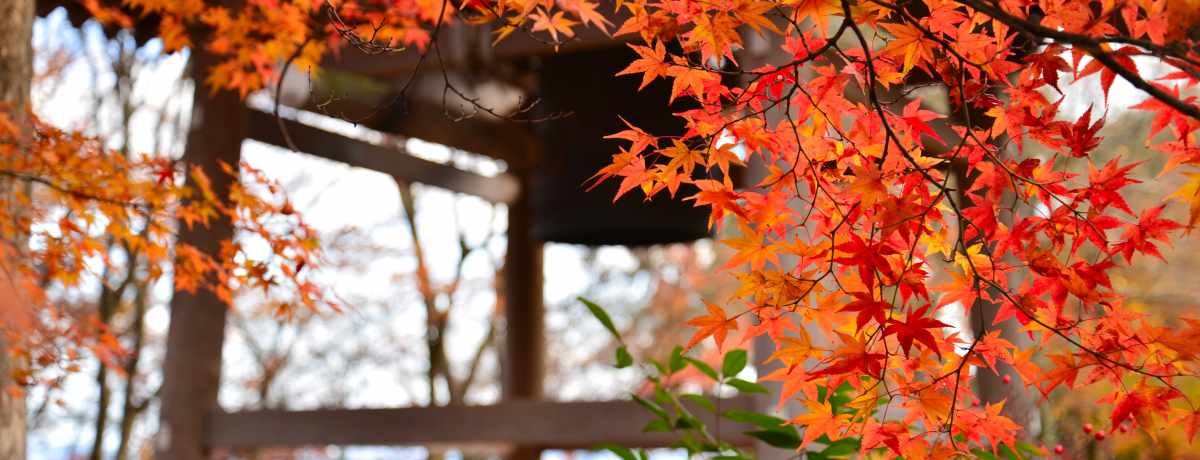 �|�тƍg�t�̋����I�����E���q�R�̌Ù��u�������v