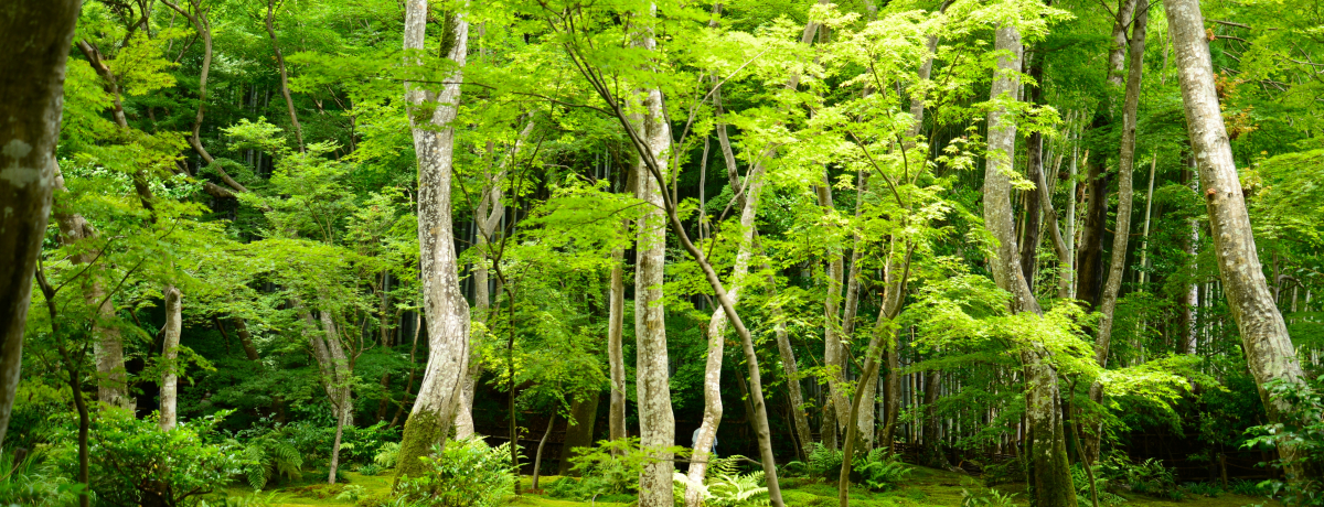 q߂É̐Ecu_vőۂƃ~Wɕ܂