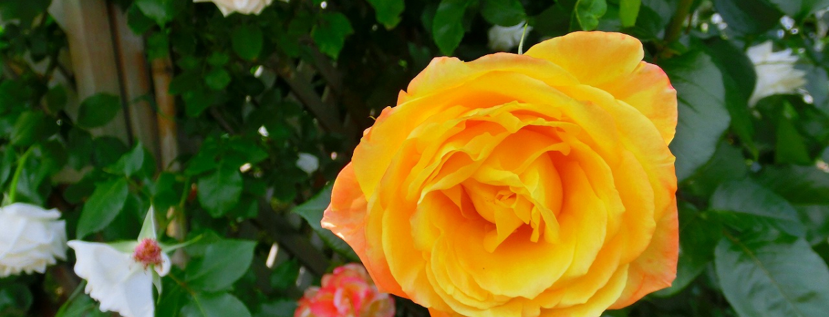 ���̏��_�r�[�i�X�̉Ԃƌ����΁c�o���I�R�`�E����o������