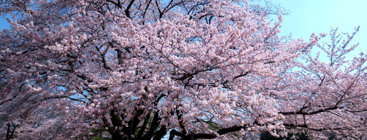 ���ɓ���ރA�����J���I��ʁE��׎R�����ŉԌ��ƈꏏ�Ɋy���ރX�|�b�g