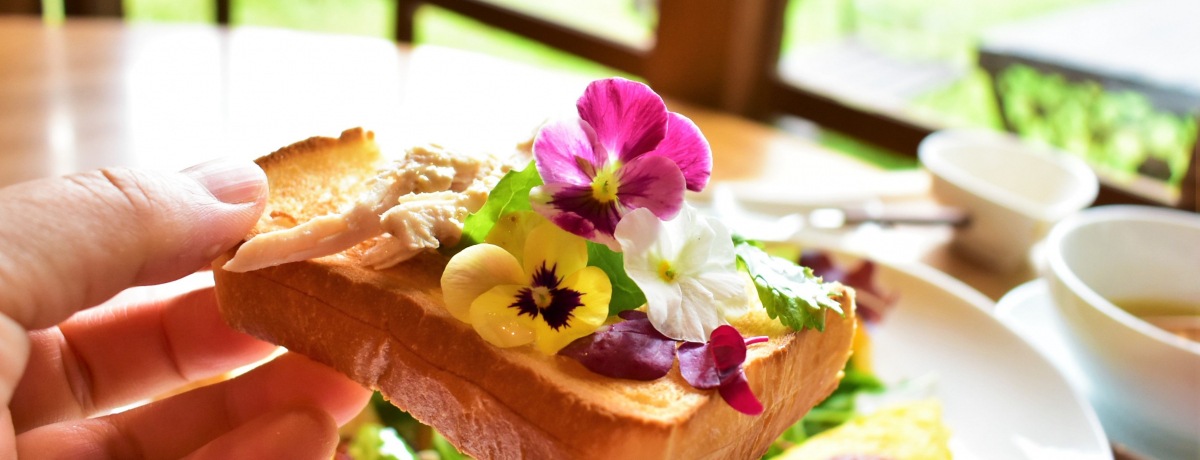 �R�z�@�̉���h�u��ӂ���t���[���n�E�X�v�Ō܊�������h���̌�