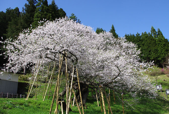 SN̎zč炭痴iイj|̐lX̐S𗸂