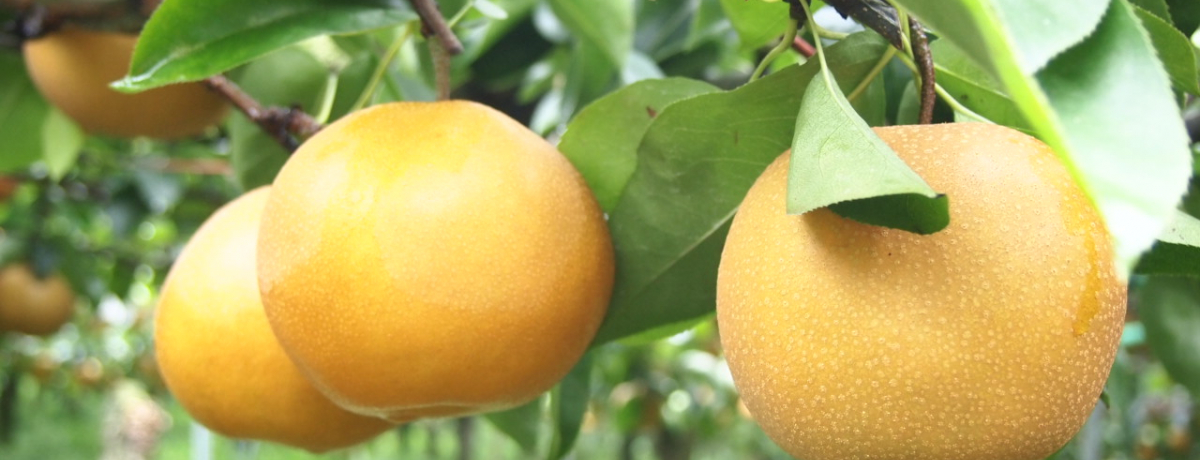 1�R�C���T�O�O�~�̖��o���!! ���Ԗ������ŏ{�̔��������u���v�H�ו���`��錧�E�����݂�����s