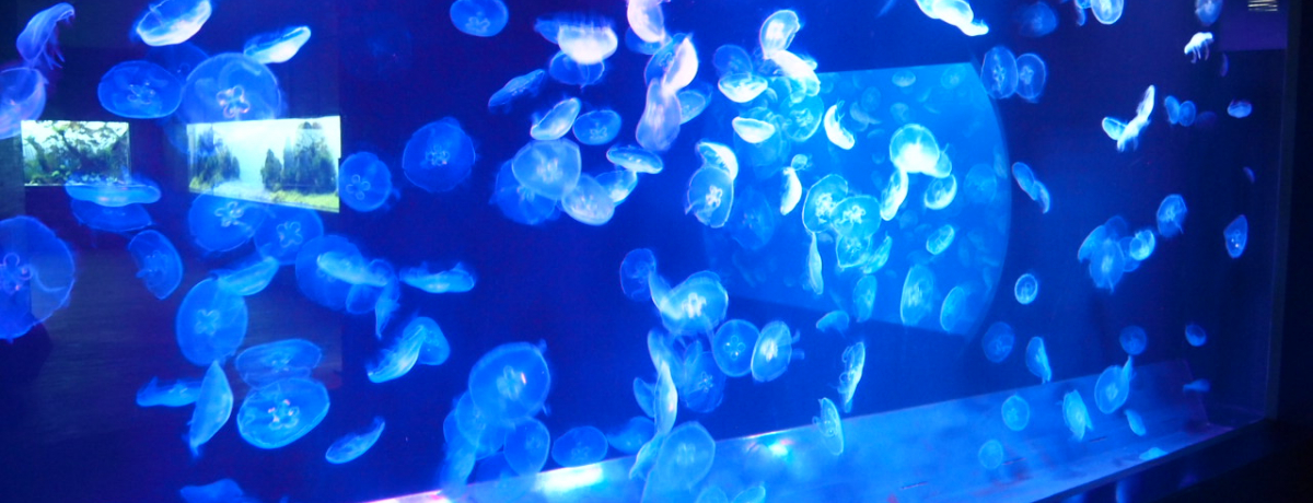 ���z�I�Ȑ��E�ɂ����t��!!�����\���}�`�u���݂������فv�ő�l�f�[�g���y��������