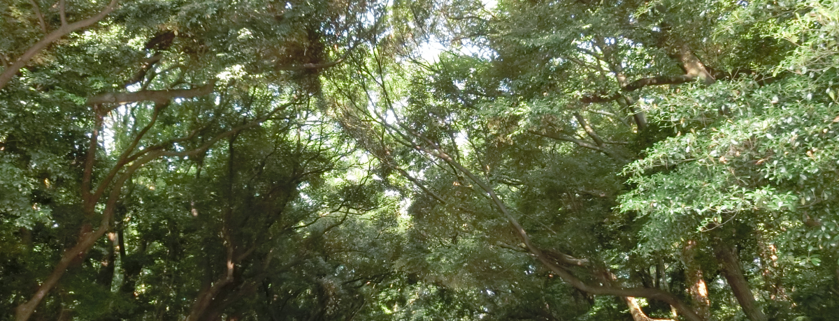 ���m�E���É��u�M�c�_�{�v��C���M�����j�g�����̂���M�c�̓m