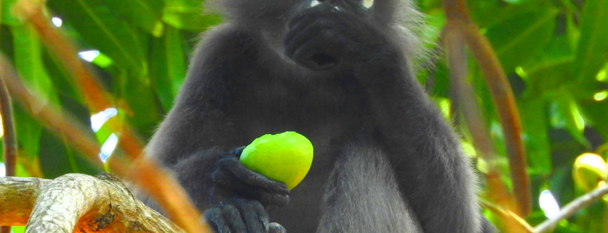 JCCƑI}[VAEJECWOEgbLO