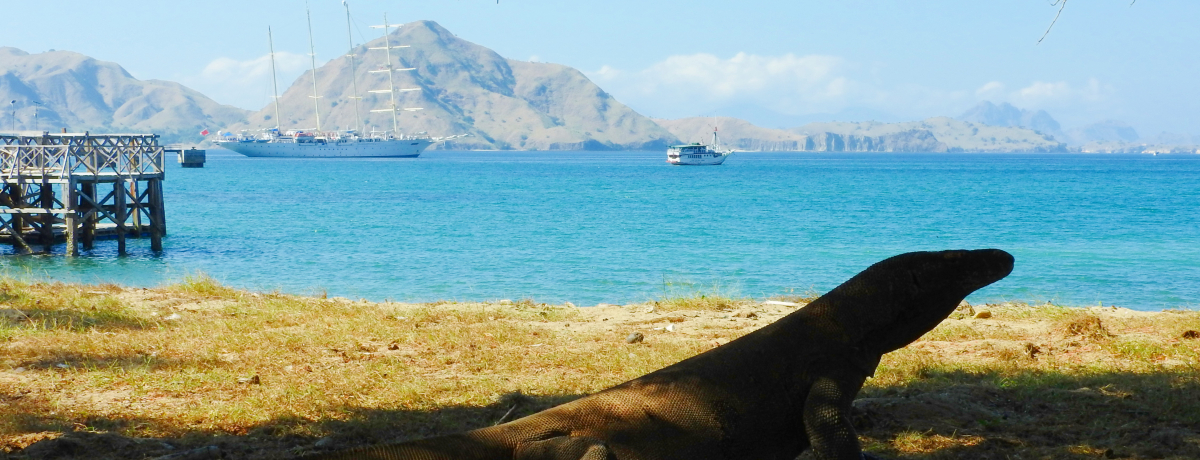 ܂ŃWVbNp[NIChlVAERh̃hS