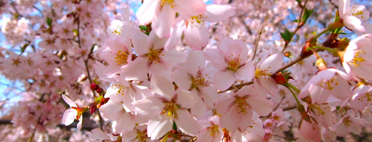 4月中旬が見頃！長野県「高遠城址公園」に咲く満開の桜を見に行