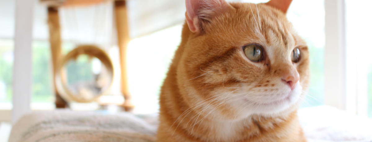 �L�J�t�F�̐�삯!?�ɓ������̉B��X�|�b�g�u�˂��̔����فv