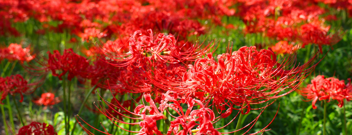 500���{�̉Ԕ��I��ʌ��u�В��c�֎썹�؂܂�v2022�N�J�Ï���