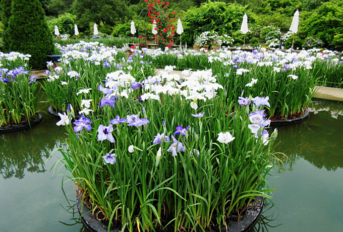 gӂhԏҊIt[p[Nuu[zCgK[fv