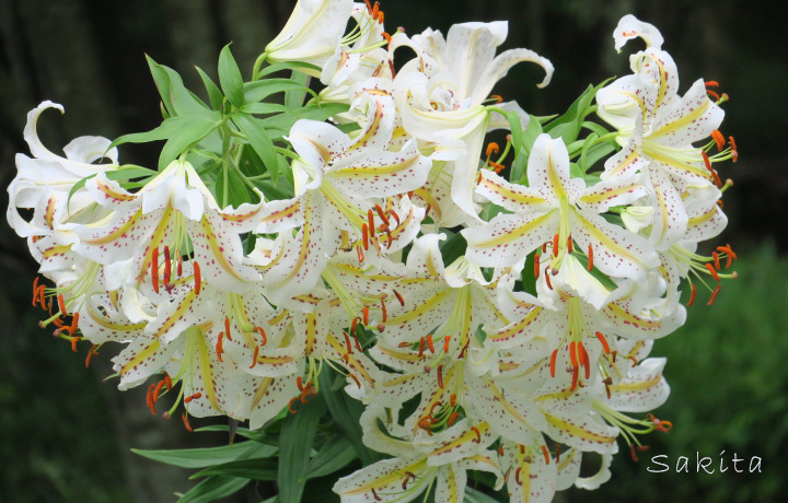 3000̃}ŗIʁEcuːXь̓TCNO