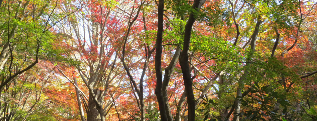 ہEV_Egt̔ԁIqAvXuqR[Xv̖͂Ƃ́H