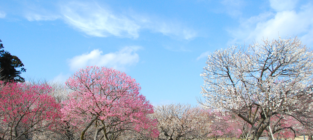 Eyɂ͖{ȊOɂ3~тI̖͂Ƃ́H