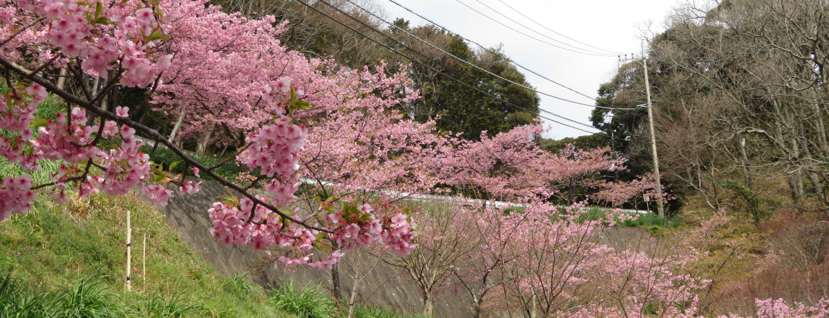 E͒Í̊Jԃ[12ItE쒬̉Ԃ܂