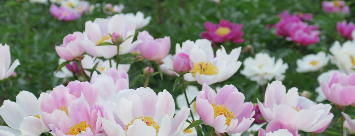 ̂ԔIOVNNuΉOvԌŊJ