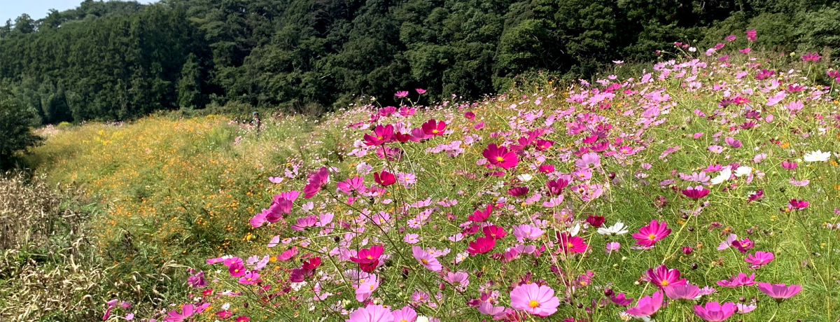 uڂvĉH؍XÁEcRXX[h̖͂Ƃ