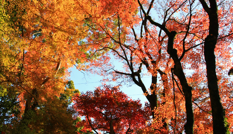 �P���g�t�̐X�Ɣ߂����P�̓`���A���Q�E��F�s�u����v