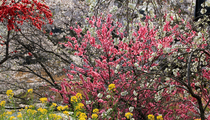 ՂƍƌÂ݁Iɂ̓{̏tIQEq