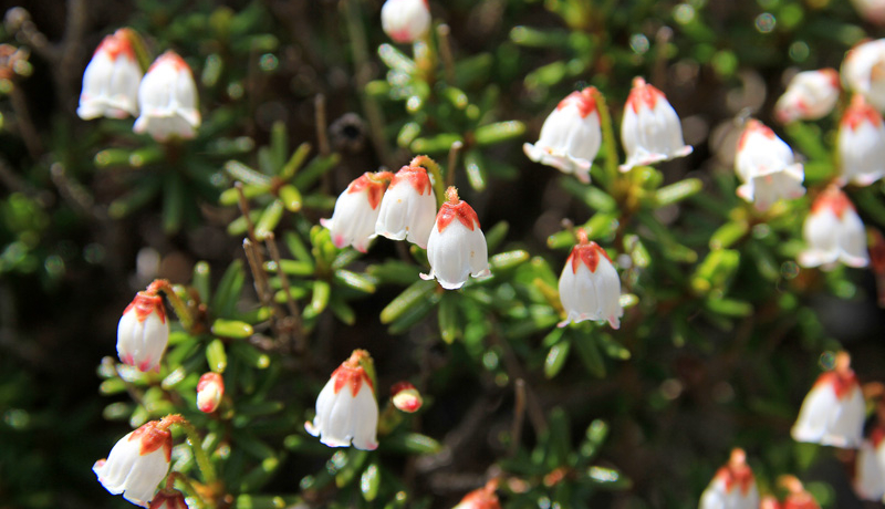 zRՂɍ炭Ղ̍RAIQEʎqR̃cKUN