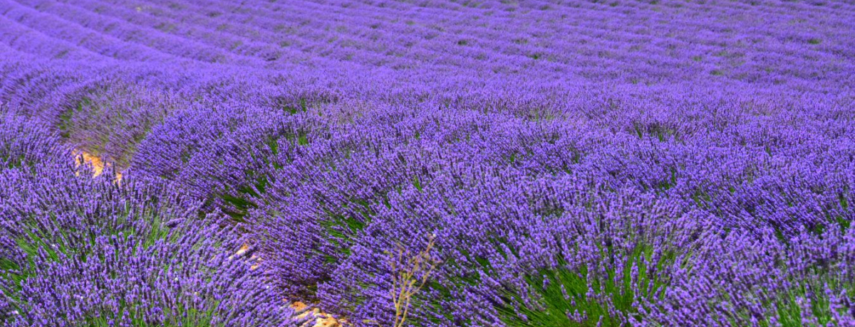 ���ʂ܂łɈ�x�͌�������i�I�앧�̃����F���_�[���͎��F�̑�C��