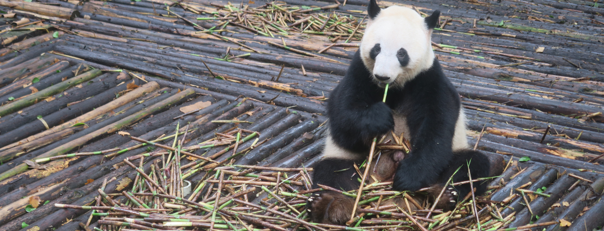 �����邵���p���_�ɖ�����悤�I�����u���s�p���_�Ɉ猤����n�v