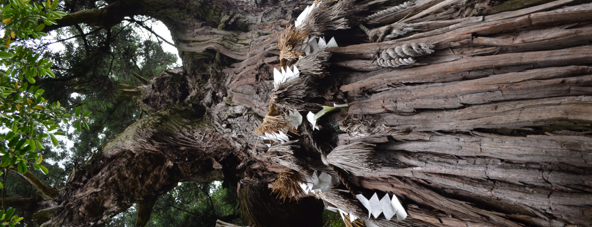 �{�錧�u�����v�S��̃p���[�X�|�b�g�ɉB���ꂽ�Ӗ��Ƃ́H