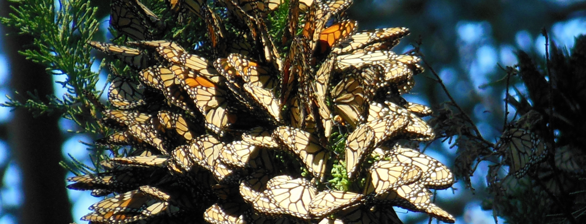 ̃`E`򗈂JtHjAusYr[`v