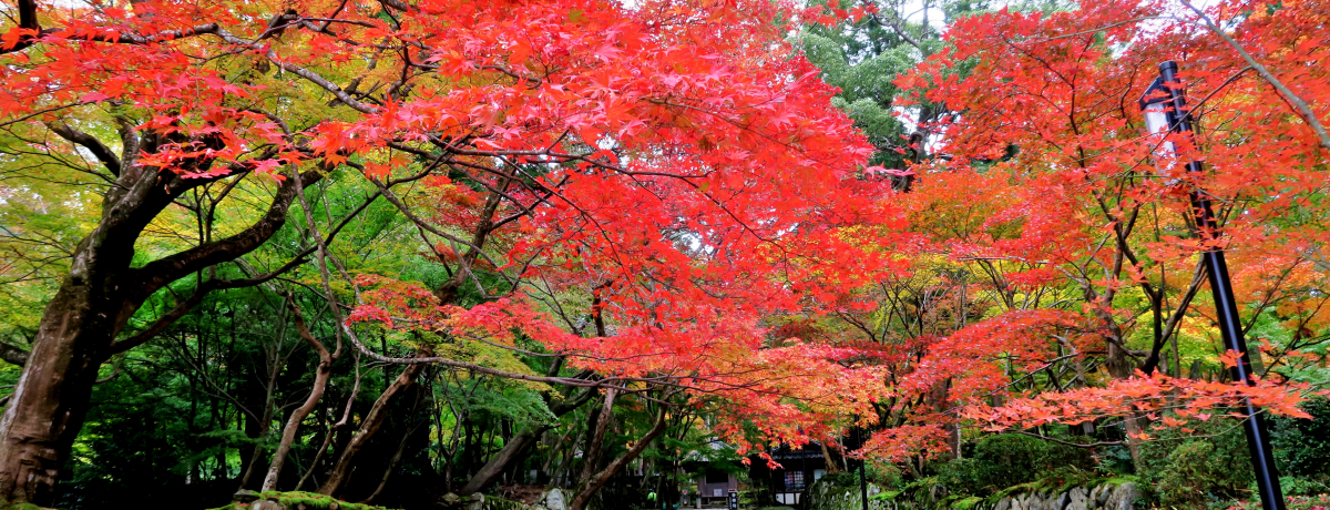 ֐w̍gtuΓORv`uivH̋ߍ]H