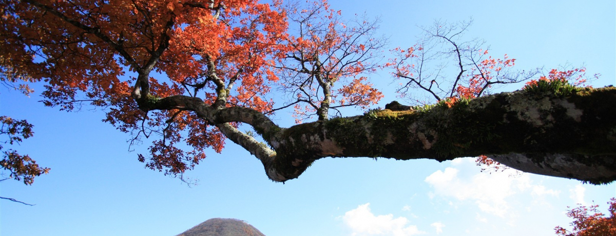 �G��̂悤�ȍg�t�̌i�F�I�Q�n���̐^�񒆁A�Y���G���A��