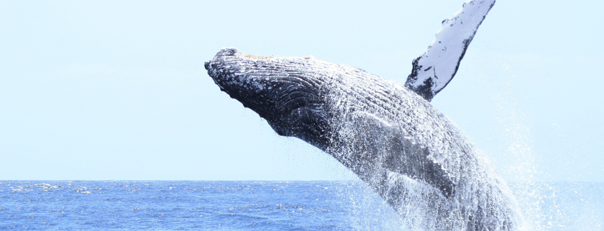 �܂��ɓ����̊y���I���E��Y�u���}�������v�̊C�𖞋i���悤