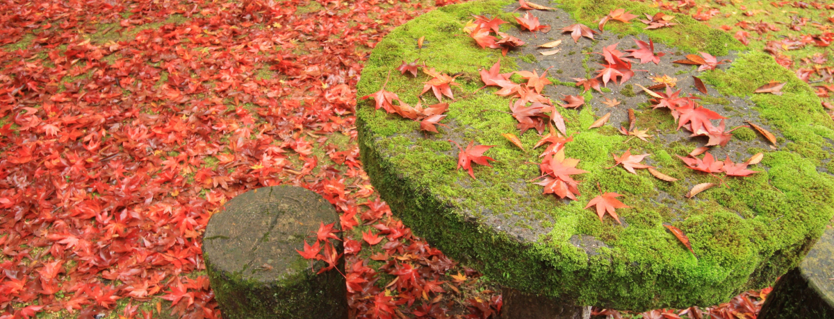 k̍gt͌̈ꌾI̎RɕꂽȞÙ