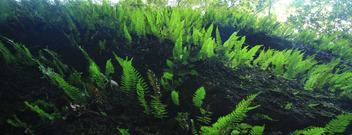 muɔؓv͑f炵V_̐EI΂ŃANZXgood