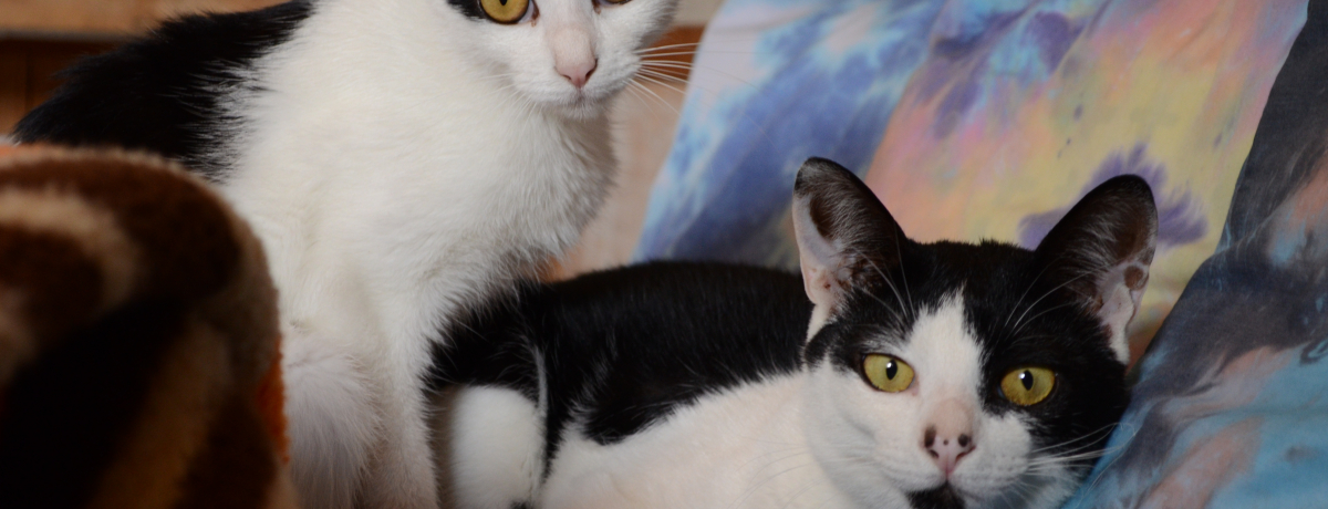 L~񂽂IΊ_uQXgnEX zzvł̖XeC