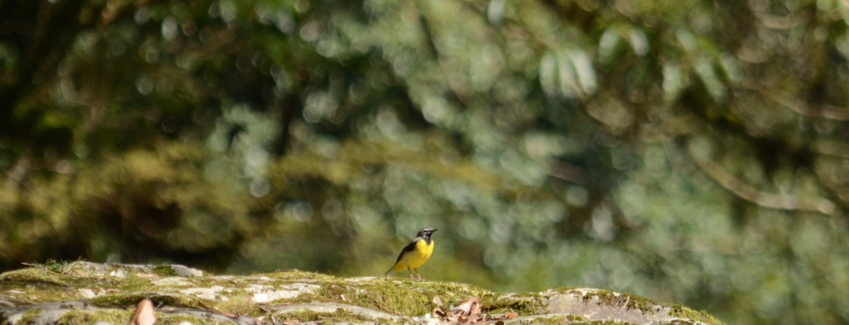 F{uerkJvkЂzăI[vI͋R̊